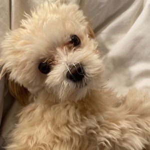 Meet your Posher, Sophie